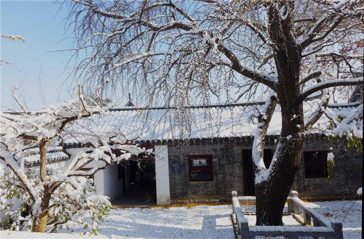 2015年的第一场雪郑家大院――500的老银杏剪影（冬季）
