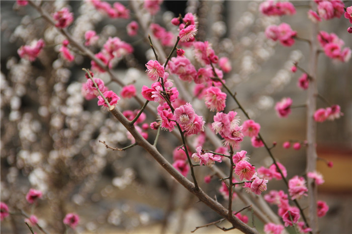 三月春光―梅卉园